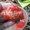 fermentacija paradižnikovih semen