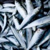sardine, ribja tržnica, hrvaška