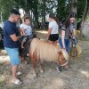 sentjernej, konj, kasastvo, 140-let