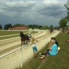 sentjernej, konj, kasastvo, 140-let
