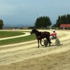 sentjernej, konj, kasastvo, 140-let
