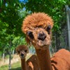 wild-park-panorama-resort