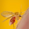 Samica peščene muhe vrste Phlebotomus papatasi