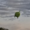 sobota-balonfest, murska-sobota