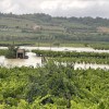 poplave, vanganel
