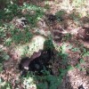 ovce, kadavri, poginule-ovce, nacionalni-veterinarski-inštitut