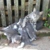 sterilizacija-in-kastracija-mack