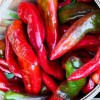 rdeča paprika