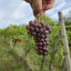 simbolična, bratva, grozdje, vinogradništvo, preša, grozd, trta, bolezen-trte