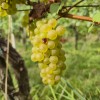 simbolična, bratva, grozdje, vinogradništvo, preša, grozd, trta, bolezen-trte
