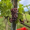 simbolična, bratva, grozdje, vinogradništvo, preša, grozd, trta, bolezen-trte