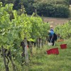 simbolična, bratva, grozdje, vinogradništvo, preša, grozd, trta, bolezen-trte