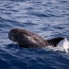 delfin