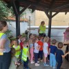 dnevi-zeliscarstva-v-beli-krajini