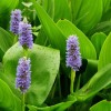dl_36_pontederia_cordata.jpg