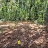 plantaža