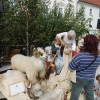 festival-narodnih-nos, kamnik
