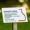 ginko-miru, vrt-spominov-in-tovaristva, petanjci, ustanova-dr-siftarjeva-fundacija, kitajska