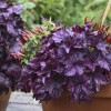 heuchera_wildberry_cjw19_6.jpg