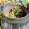vino, kmetijska-zadruga-smarje, klet-emino, letina, grozdje