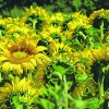 sončnice sunflowers-3512656_1280.jpg