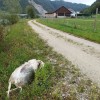 pge-krsko, kadaver