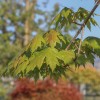 N1-63A_Acer × freemanii_v2.jpg