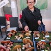 gobe, razstava, novo-mesto