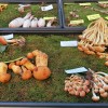 gobe, razstava, novo-mesto
