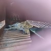 leopard.jpeg