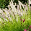 Pennisetum alopecuroides ‘Hameln’.jpg