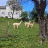 strelovec, planinski-izlet