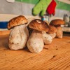 simbolična, gobe, goba, jurček, jurčki, grbanj
