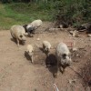 vucji-ogrizek