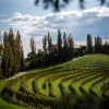 jeruzalem, vinogradi, narava, razgled, jesen