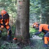 NČ-Varno-podiranje-dreves-z-motorno-žago--Foto-Jože-Miklavc--IMG_6347.jpg