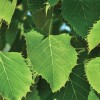 drevo lipa N1-80B_Tilia henryana_l4.jpg