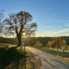 jesen, narava, listje, goričko, november