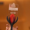 Tulipan