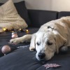 closeup-labrador-couch-with-christmas-decor.jpg