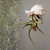 Tillandsia