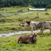 krave-cows-7880154.jpg