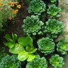 Tatsoi