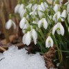 februar-snowdrop-2136964.jpg