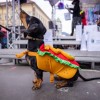 Hotdog osvojil srca pustne komisije (Medium).jpg