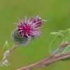Navadni repinec, Arctium lappa