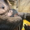 simpanz, zoo-ljubljana, novorojenec
