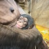 simpanz, zoo-ljubljana, novorojenec