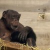 simpanz, zoo-ljubljana, novorojenec