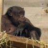 simpanz, zoo-ljubljana, novorojenec